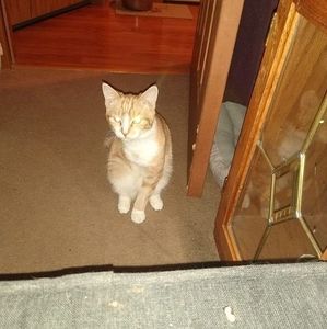 Meet your Posher, Dina